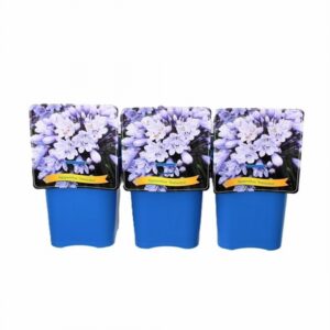 Агапантус D21 H40 - Agapanthus