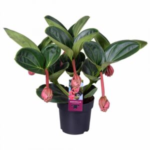 Мединила D14 H45 - Medinilla Lambada