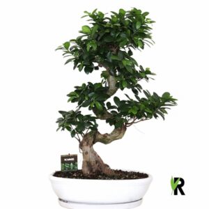 Фикус D45 H85 - Ficus Microcarpa Ginseng
