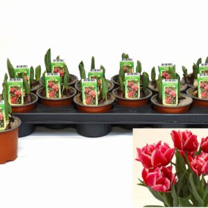 Лалета червени 5бр D10 H15 - Tulipa Double Red