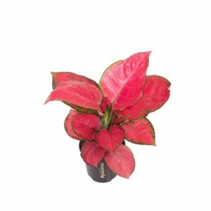 Аглонема D12 H30 - Aglaonema Red Joy