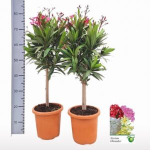 Олеандър на ствол D21 H75 - Nerium Oleander on stem