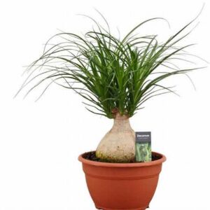 Нолина D25 H55 - Nolina Recurvata