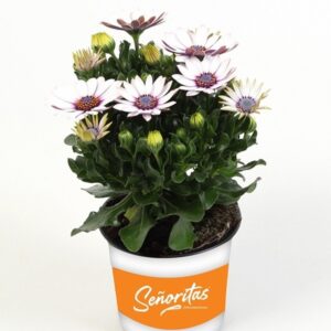 Остеоспермум D10 H22 - Osteospermum Senorita Blanca