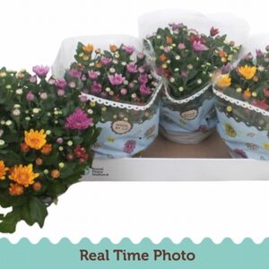 Хризантема D23 H27 - Chrysanthemum Mount Aubisque