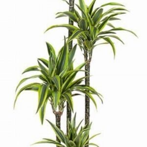 Драцена D24 H140 - Dracaena Lemon Lime 3pp