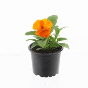 Виола D9 H12 - Viola F1 matrix orange