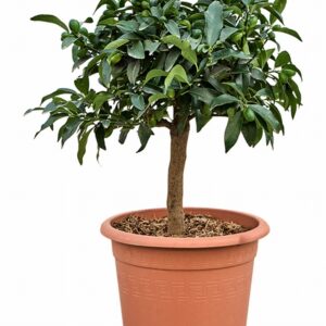 Цитрус Кумкуат D30 H70 - Citrus Kumquat on stem