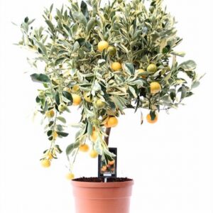 Цитрус D22 H85 - Citrus variegata on stem