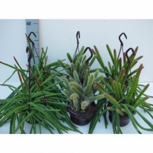Апорокактус D14 H40 - Aporocactus mix
