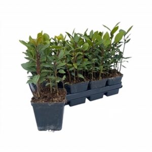 Лавър D17 H40 - Laurus Nobilis