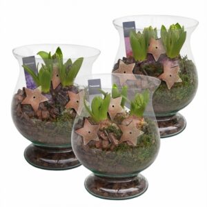 Зюмбюли в стъклен съд D16 H20 - Hyacinth arrangement