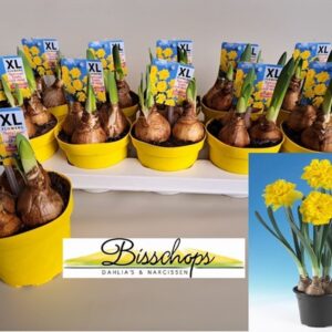 Нарцис кичест D12 H23 - Narcissus Gold Medal