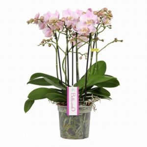 Орхидея D15 H50 - Phalaenopsis Bellissimo Adora