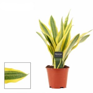 Сансевиера D14 H40 - Sansevieria Aubrytiana mix