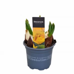 Лале D9 H15 - Tulipa Yellow Baby