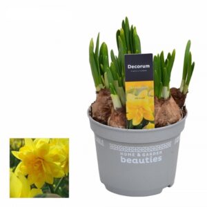 Нарциси D12 H18 - Narcissus Tete Boucle