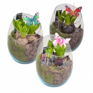 Зюмбюли в стъклен съд D15 H21 - Hyacinth arrangement