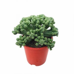 Еуфорбиа D17 H27 - Euphorbia Tubiglans