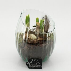 Нарциси в стъклен съд D16 H20 - Narcissus Tete a Tete