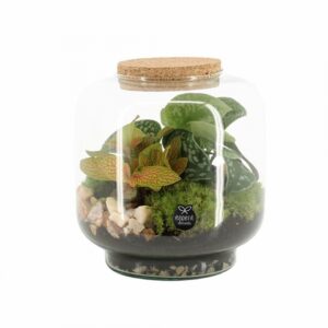 Растения в стъклен съд D17 H17 екосистема - Terrarium