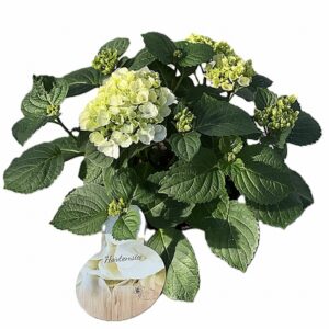 Хортензия D14 H40 - Hydrangea mac Hi White Sun
