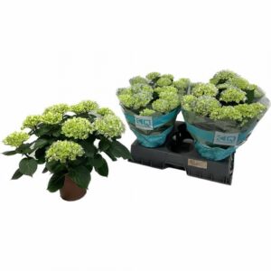 Хортензия D14 H40 - Hydrangea mac Hi River
