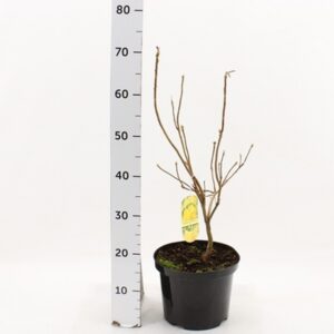 Рододендрон D23 H55 - Rhododendron Mollis Klondyke