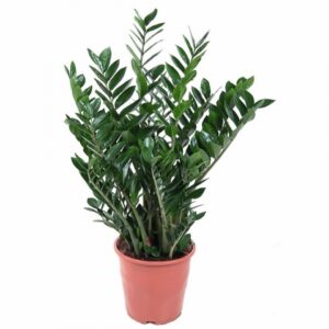 Замиокулкас D27 H110 - Zamioculcas Zamiifolia