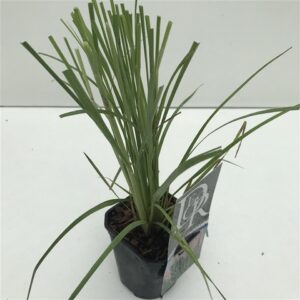 Кортадерия D23 H50 - Cortaderia Selloana