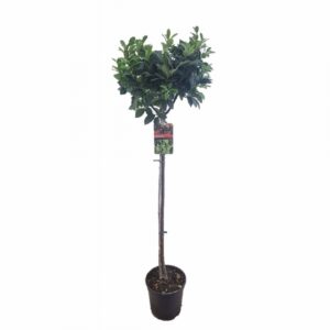 Лавър D24 H140 - Laurus Nobilis