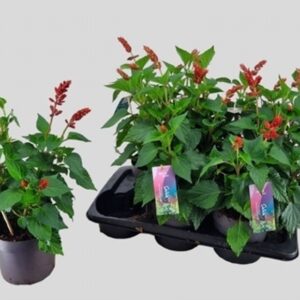 Салвия D17 H60 - Salvia Salgoon Lake Flamingo