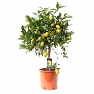 Цитрус Лаймкуат D22 H80 - Citrus Limequat on stem