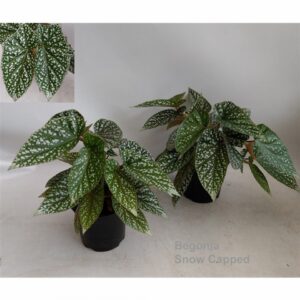 Бегония D14 H33 - Begonia Snow Capped