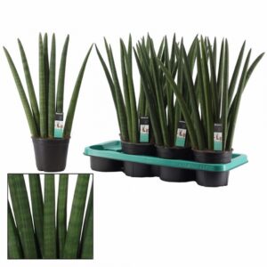 Сансевиериа D14 H50 - Sansevieria Cylindrica fan