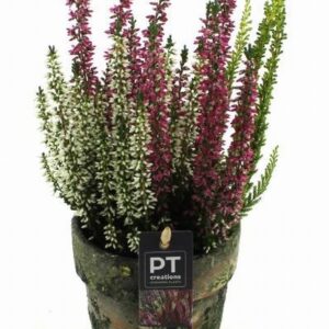 Калуна микс в керамична саксия D10 H38 - Plant arrangement