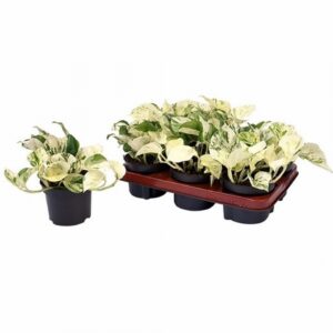 Епипремнум D12 H25 - Epipremnum Happy Leaf