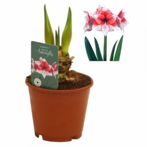 Хипеаструм D14 H27 - Hippeastrum Stardust