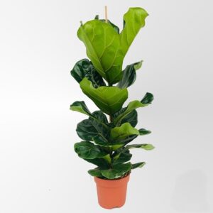 Фикус D21 H95 - Ficus Lyrata