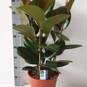 Фикус D27 H85 - Ficus Elastica Robusta 3pp