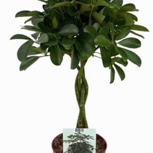 Шефлера D19 H70 - Schefflera Gold Capella 4pp