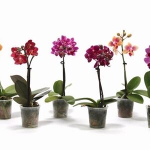 Орхидея D6 H17 - Phalaenopsis MF Tiny Doll