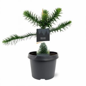 Араукария D23 H45 - Araucaria araucariana