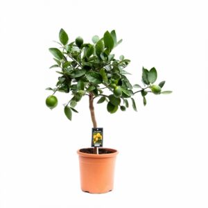 Цитрус Лайм D22 H80 - Citrofortunella Lime
