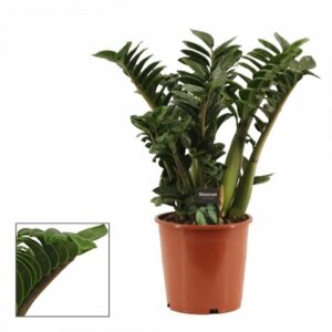 Замиокулкас D21 H60 - Zamioculcas Zenzi