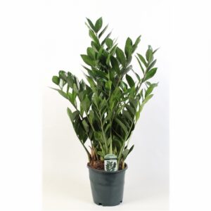 Замиокулкас D21 H95 - Zamioculcas Zamiifolia