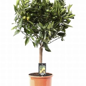 Цитрус Мандарина D22 H85 - Citrus Tango Mandarin
