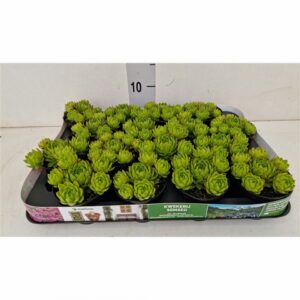 Семпервивум D8 H10 - Sempervivum Jovibarba