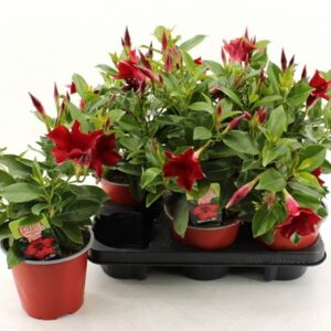 Мандевила D14 H35 - Mandevilla Rio Grande