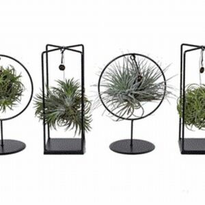 Тиландзия D17 H30 - Tillandsia arrangement